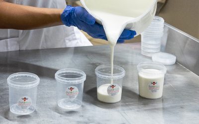 Yogurt di bufala: come si produce