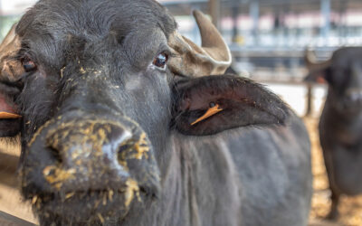 La mozzarella: come crescono le nostre bufale per produrre un latte eccellente