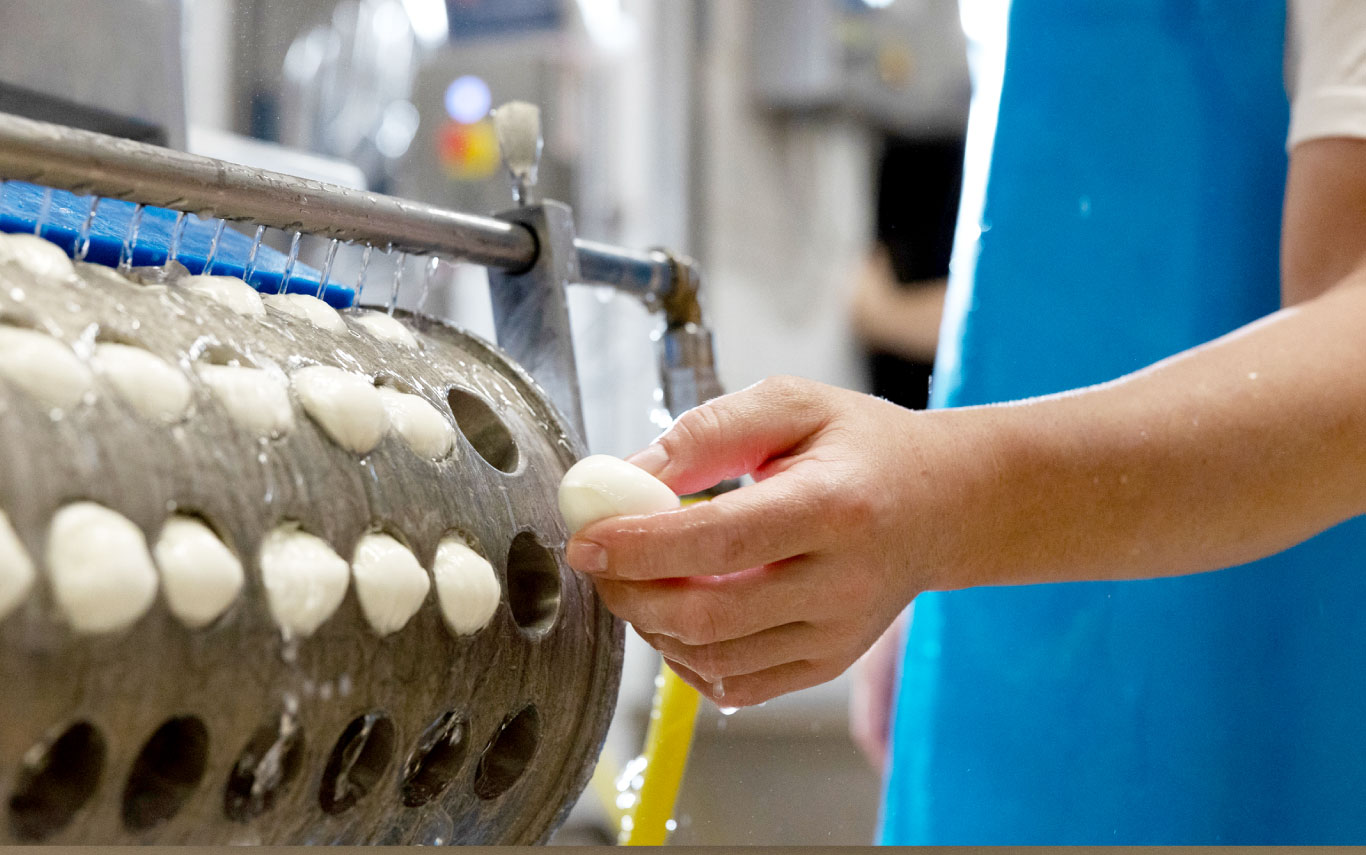 Produzione mozzarella di bufala: come cambierà